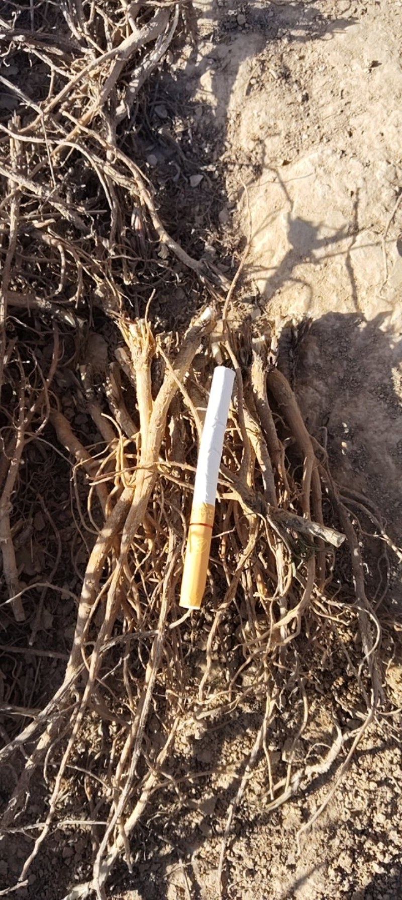 甘肃两当县药村(柴胡)干货，湿货都有，统货，分级都有！