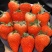 正宗丹东九九草莓