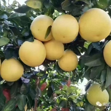 葡萄柚