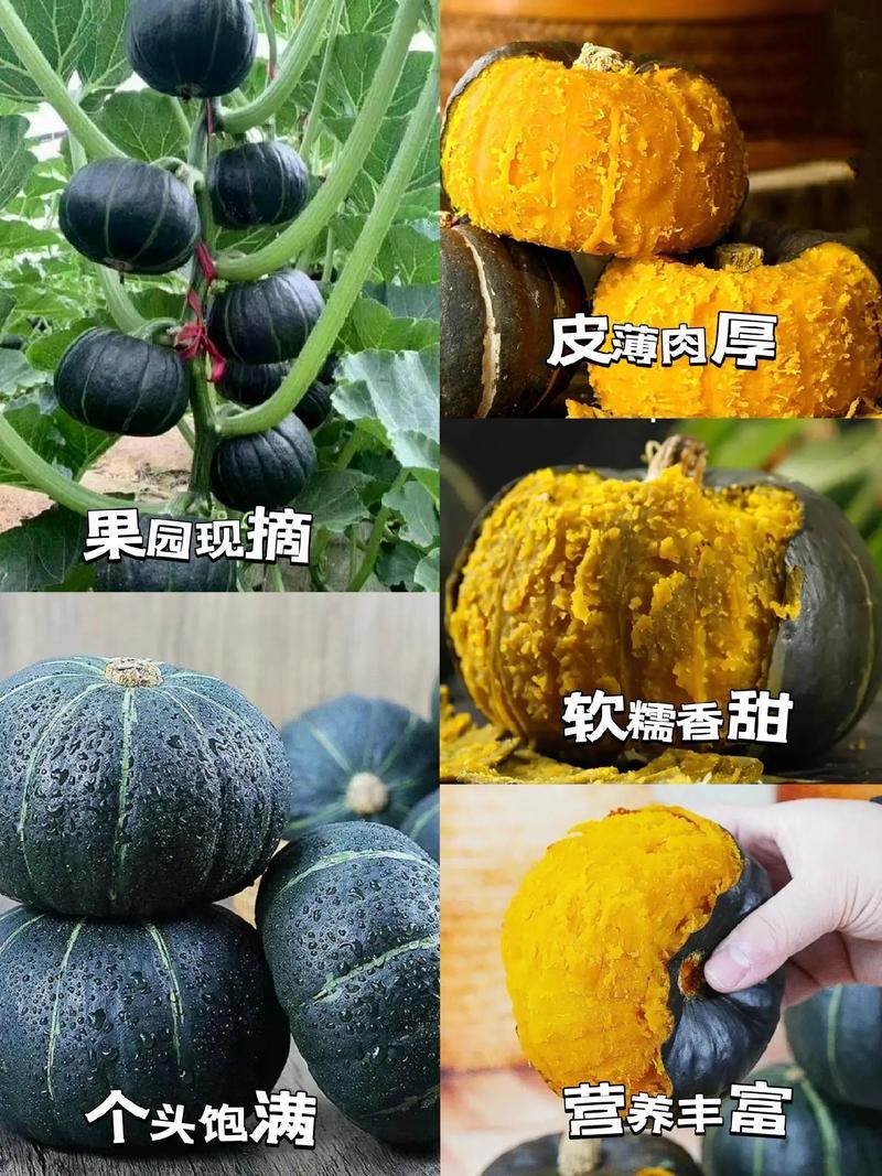 贝贝南瓜板栗味贝贝板栗小南瓜4.5斤老南瓜婴儿辅食