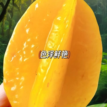 漳州杨桃肉厚多汁新鲜采摘水果清甜爽口