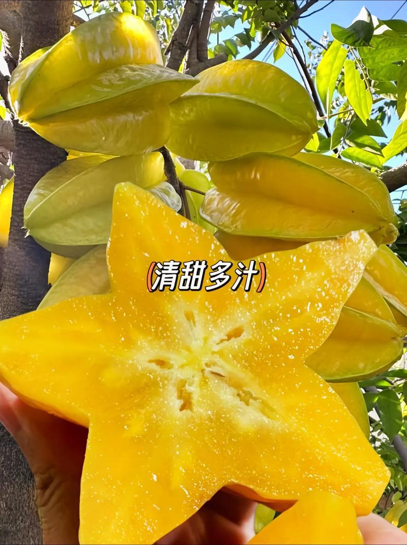 漳州杨桃肉厚多汁新鲜采摘水果清甜爽口