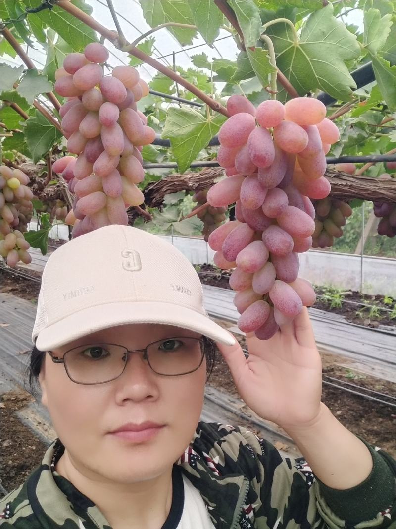 贵妃指葡萄苗，晚熟品种，自然果颗粒巨大，脆甜多汁