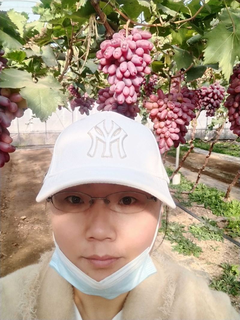 贵妃指葡萄苗，晚熟品种，自然果颗粒巨大，脆甜多汁