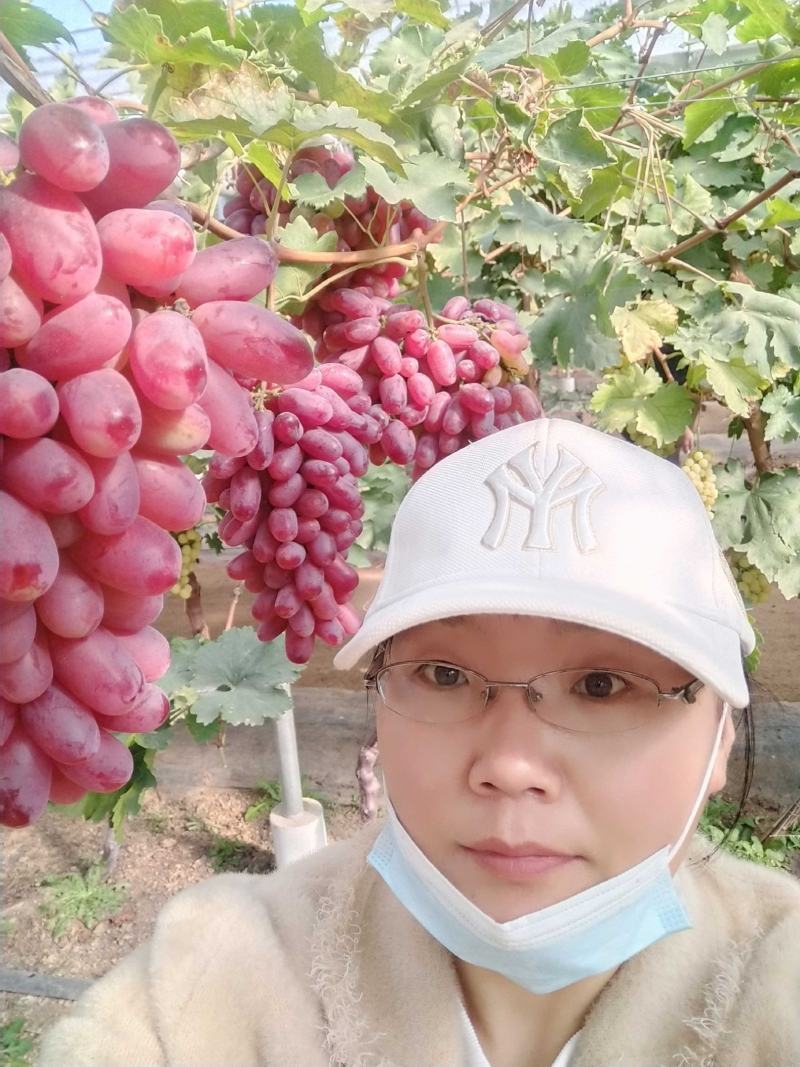 贵妃指葡萄苗，晚熟品种，自然果颗粒巨大，脆甜多汁