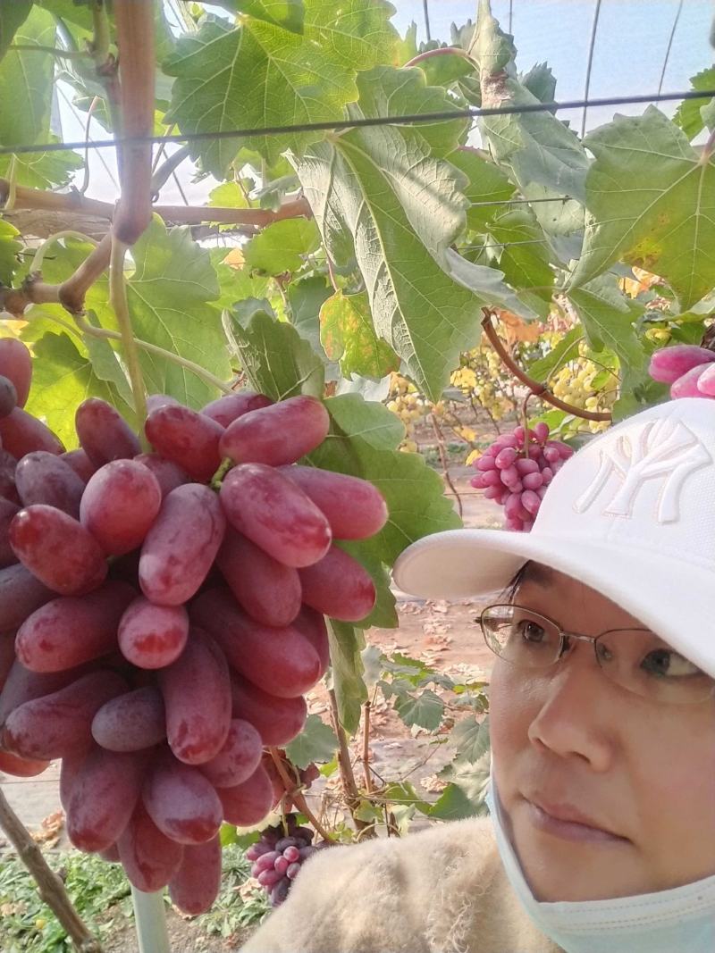 贵妃指葡萄苗，晚熟品种，自然果颗粒巨大，脆甜多汁