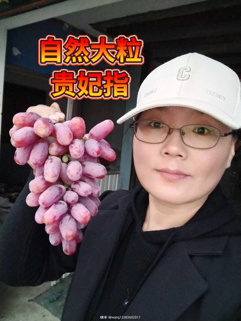 贵妃指葡萄苗，晚熟品种，自然果颗粒巨大，脆甜多汁