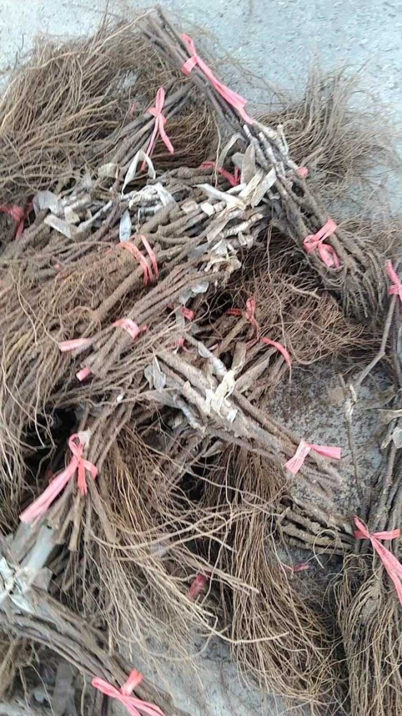 贵妃指葡萄苗，晚熟品种，自然果颗粒巨大，脆甜多汁
