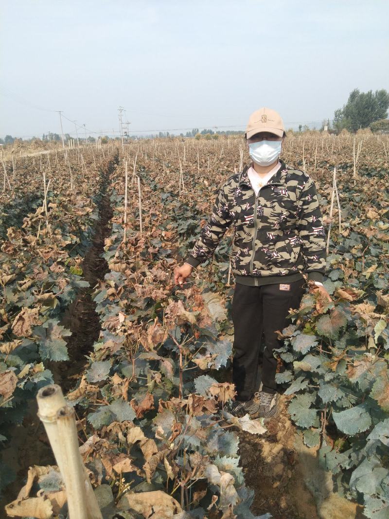 贵妃指葡萄苗，晚熟品种，自然果颗粒巨大，脆甜多汁