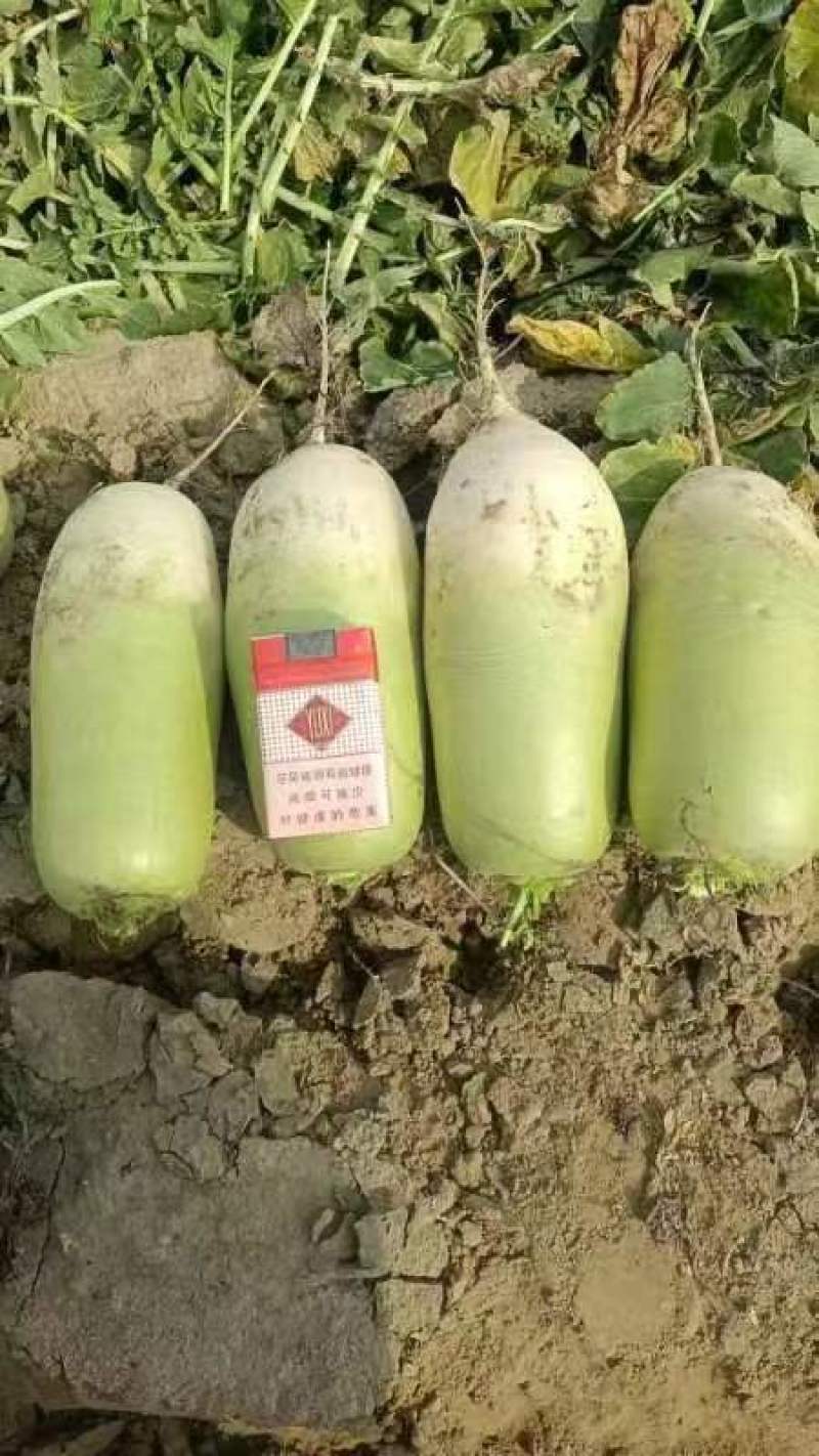 萝卜，出囗韩国泡菜，加工厂电商供应。