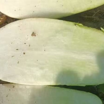 萝卜，出囗韩国泡菜，加工厂电商供应。
