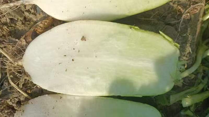 萝卜，出囗韩国泡菜，加工厂电商供应。