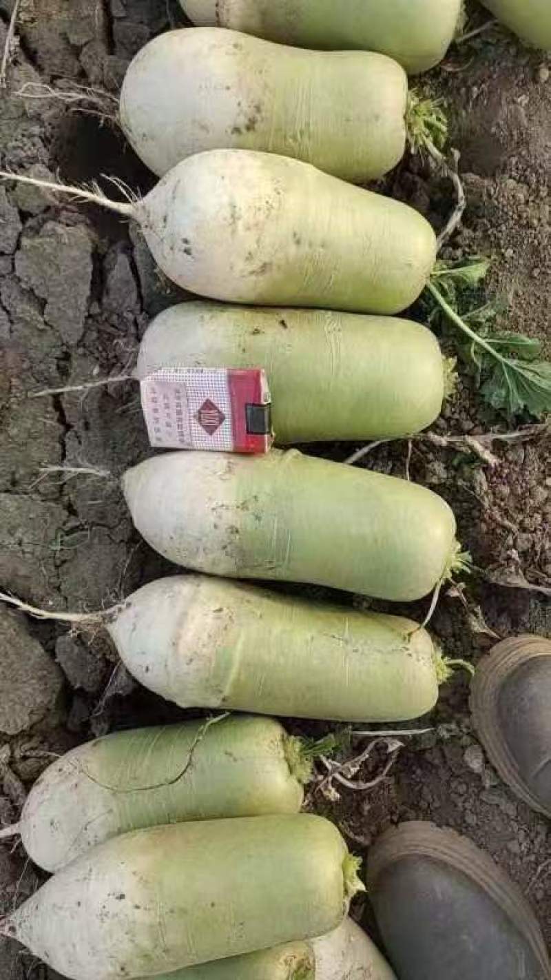 萝卜，出囗韩国泡菜，加工厂电商供应。