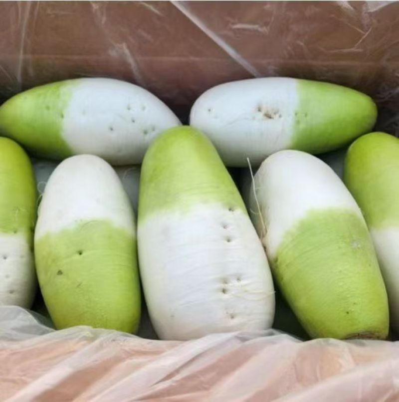 萝卜，出囗韩国泡菜，加工厂电商供应。