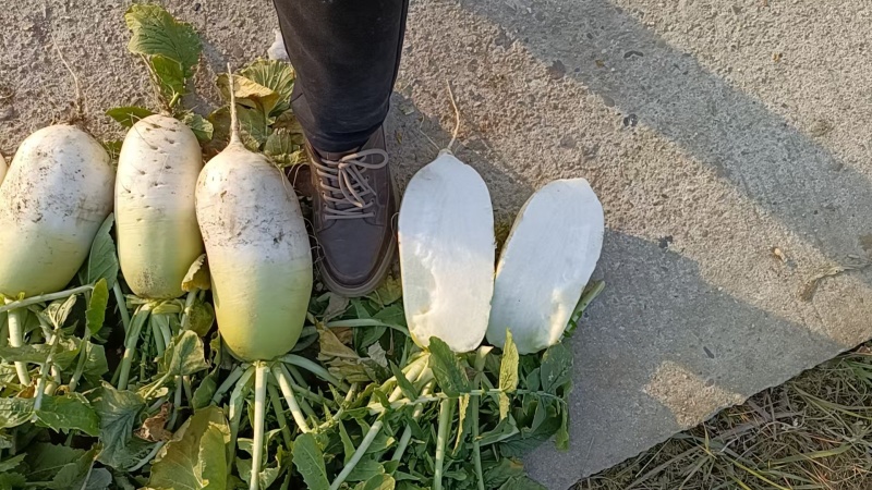 萝卜，出囗韩国泡菜，加工厂电商供应。