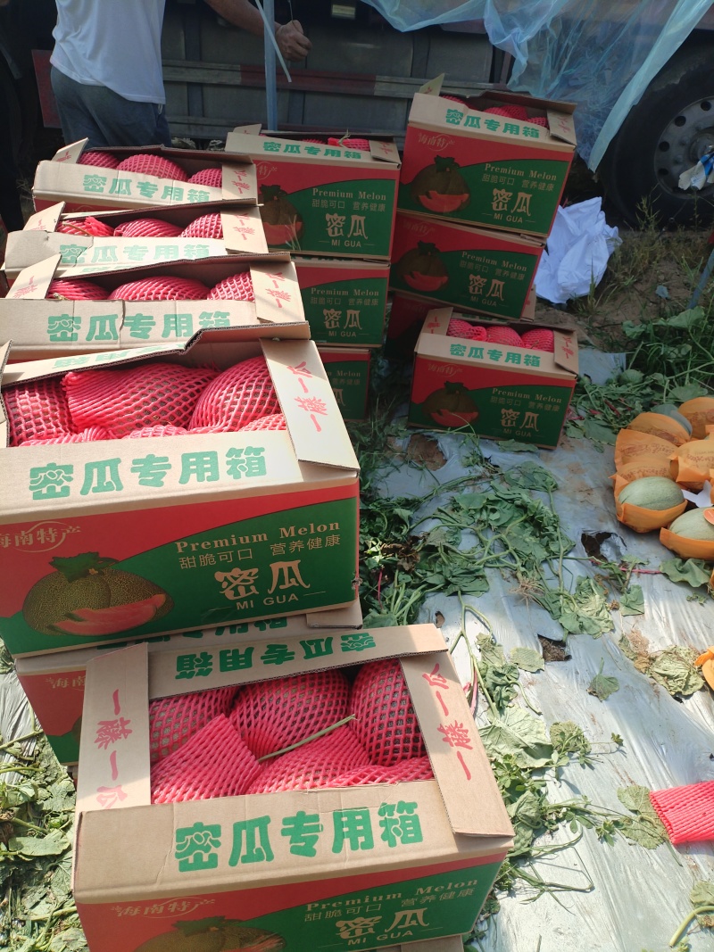 海南哈密瓜网纹瓜香甜可口口脆沙地瓜晓蜜25号哈密
