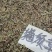 猫须草贤茶各种中草药可以代抓配方实体加平台优势很明显