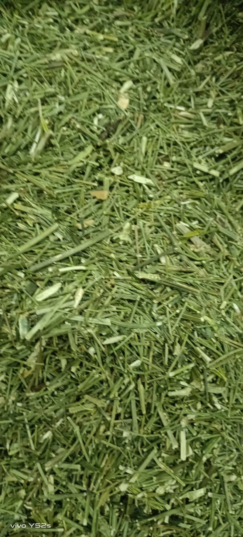 穿心莲各种中药材，名贵药材，冷背药材，带抓配方，压片打粉