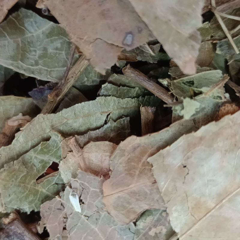 透骨草各种中草药大全。上千种药品供你挑选