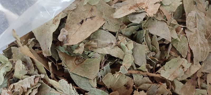 透骨草各种中草药大全。上千种药品供你挑选