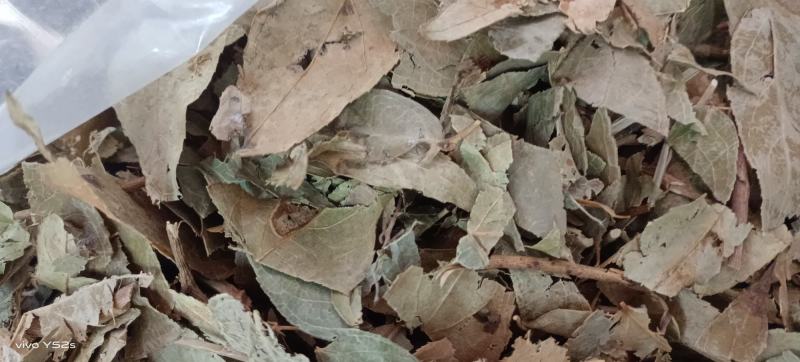 透骨草各种中草药大全。上千种药品供你挑选
