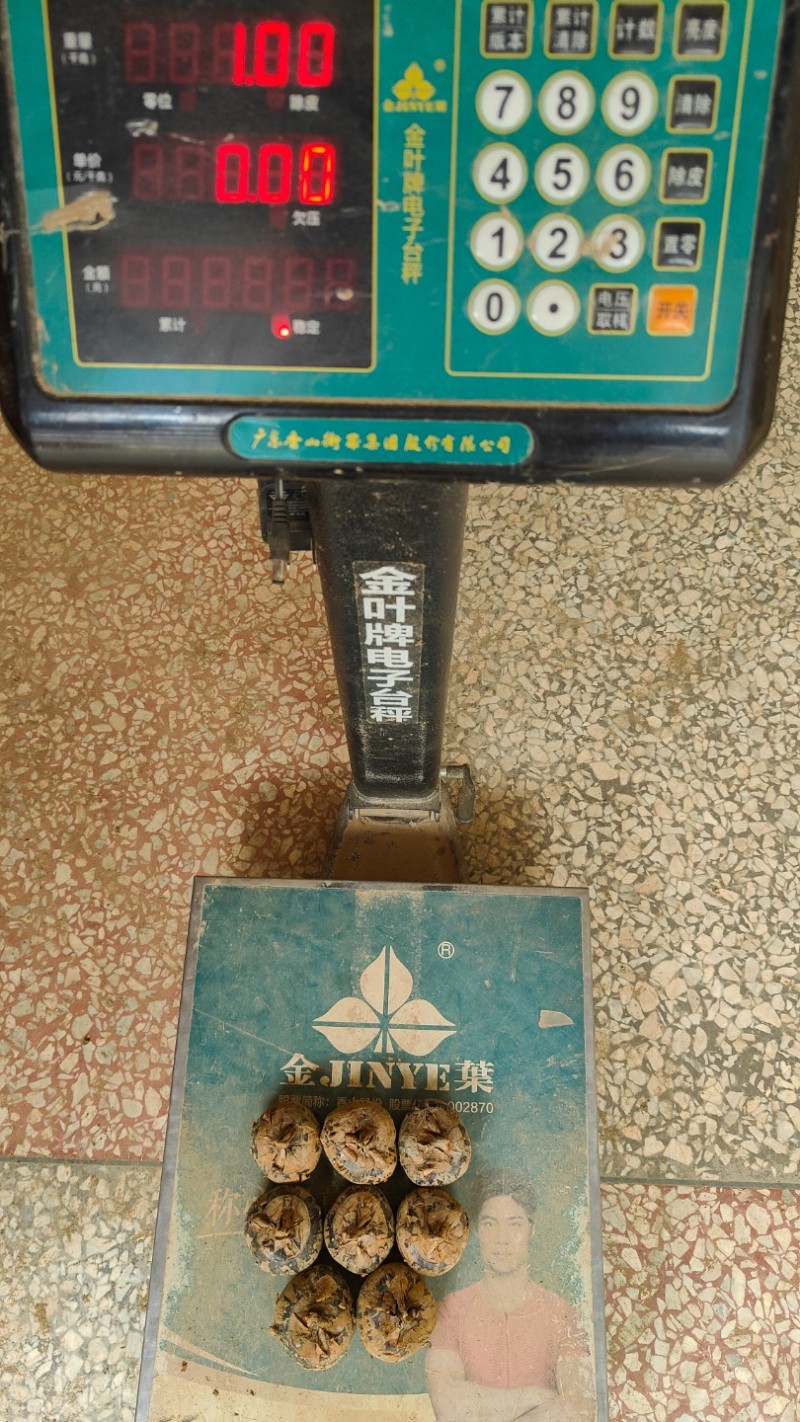 广西荔浦新鲜优质马蹄茡荠