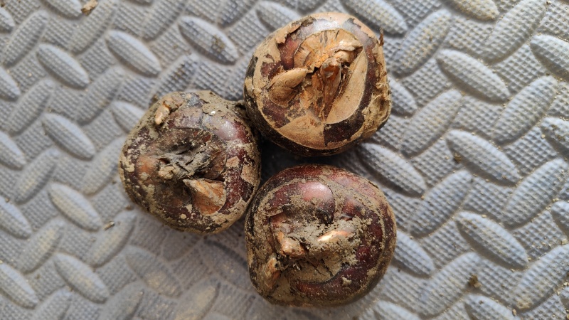 广西荔浦新鲜优质马蹄茡荠