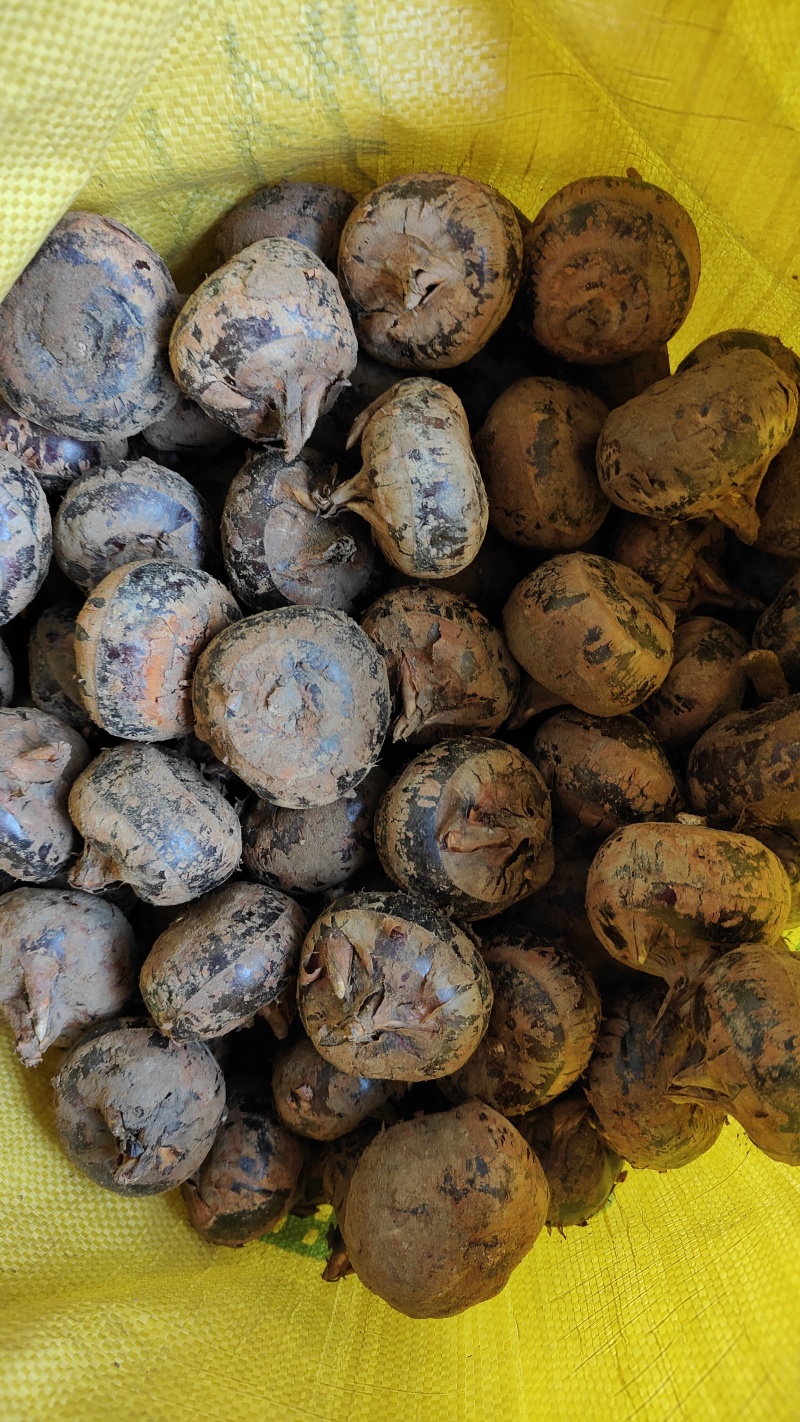广西荔浦新鲜优质马蹄茡荠