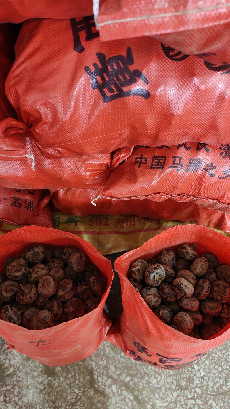 广西荔浦新鲜优质马蹄茡荠
