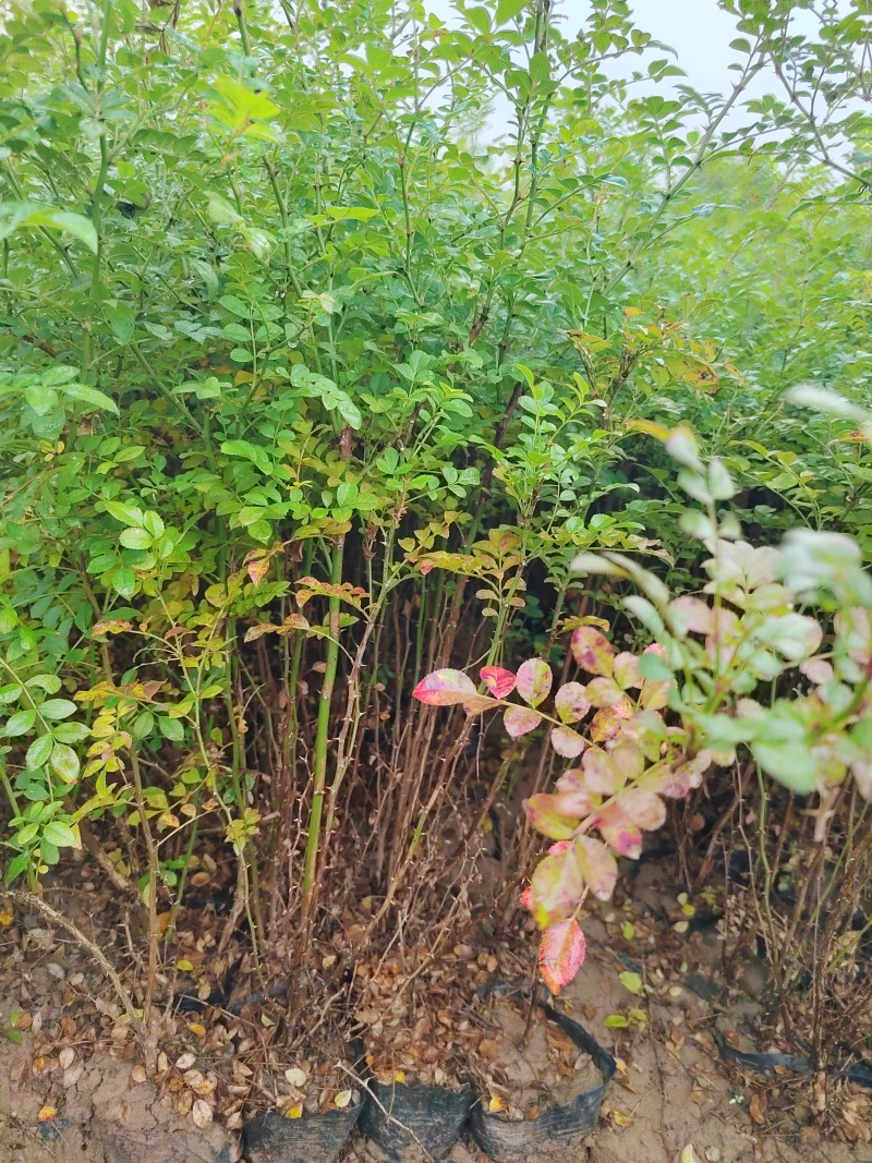黄刺玫营养杯黄刺玫黄刺玫容器陕西黄刺玫基地自产自销