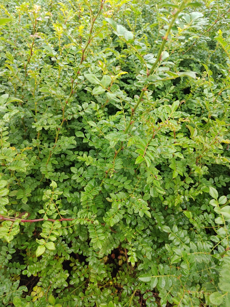 黄刺玫营养杯黄刺玫黄刺玫容器陕西黄刺玫基地自产自销