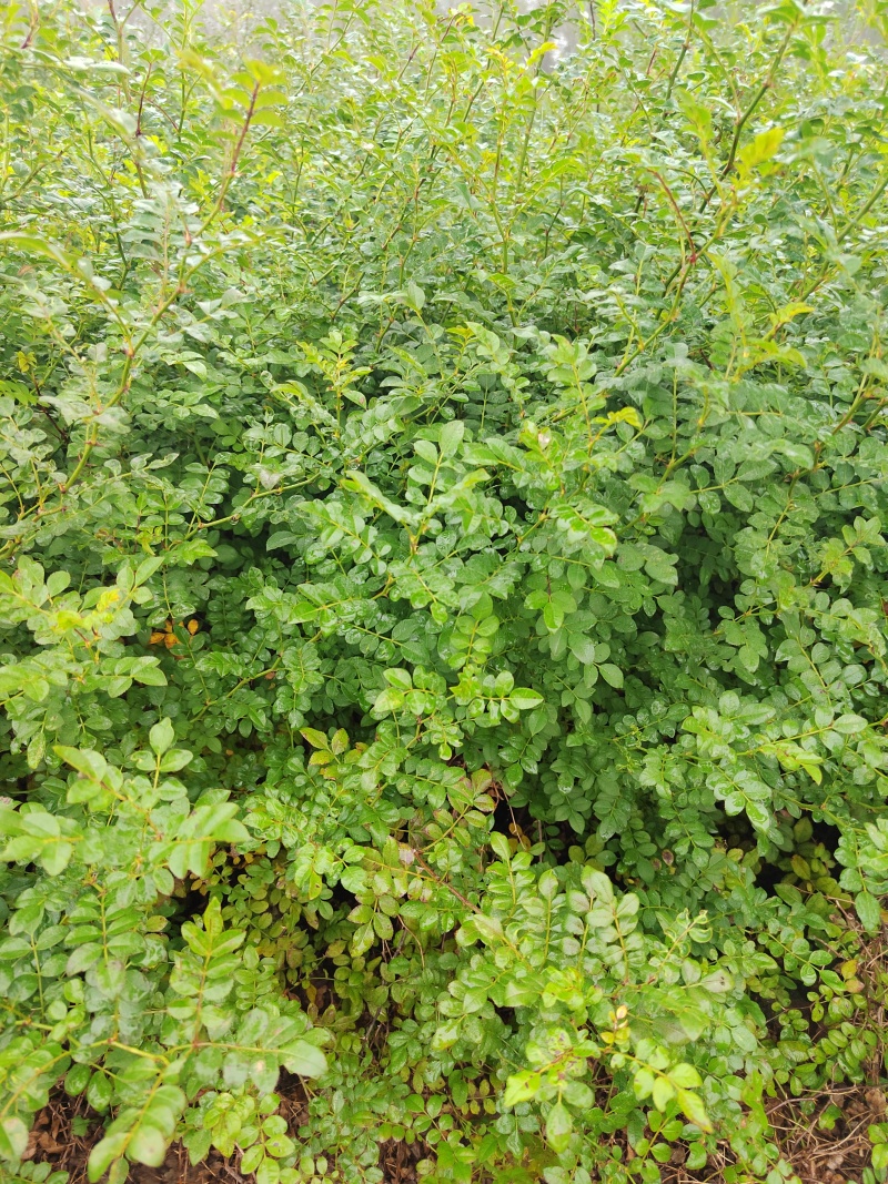 黄刺玫营养杯黄刺玫黄刺玫容器陕西黄刺玫基地自产自销