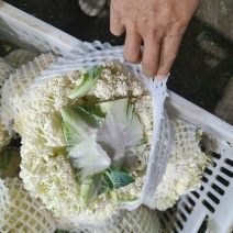 青梗散花大量上市欢迎电话咨询