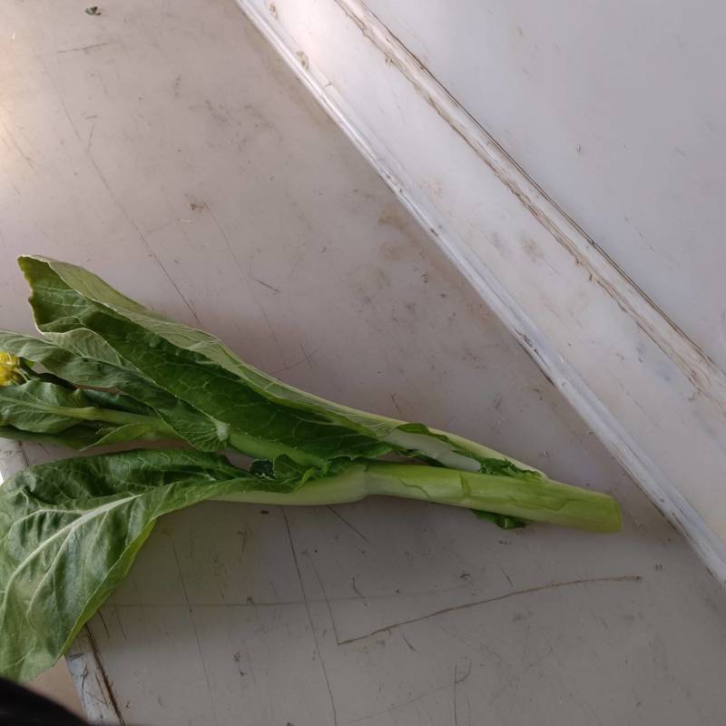 湖北江夏基地大觉白菜苔！要的客商预订！