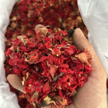 中药材石榴花红花瓣干石榴花