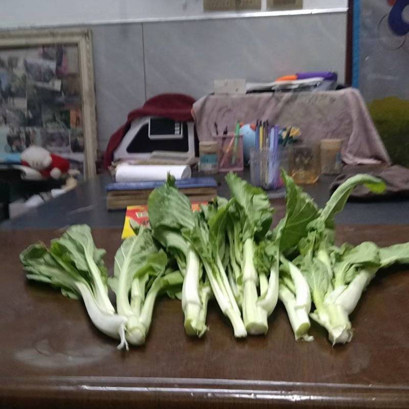 湖北江夏白菜苔基地大量出售欢迎全国客商订单