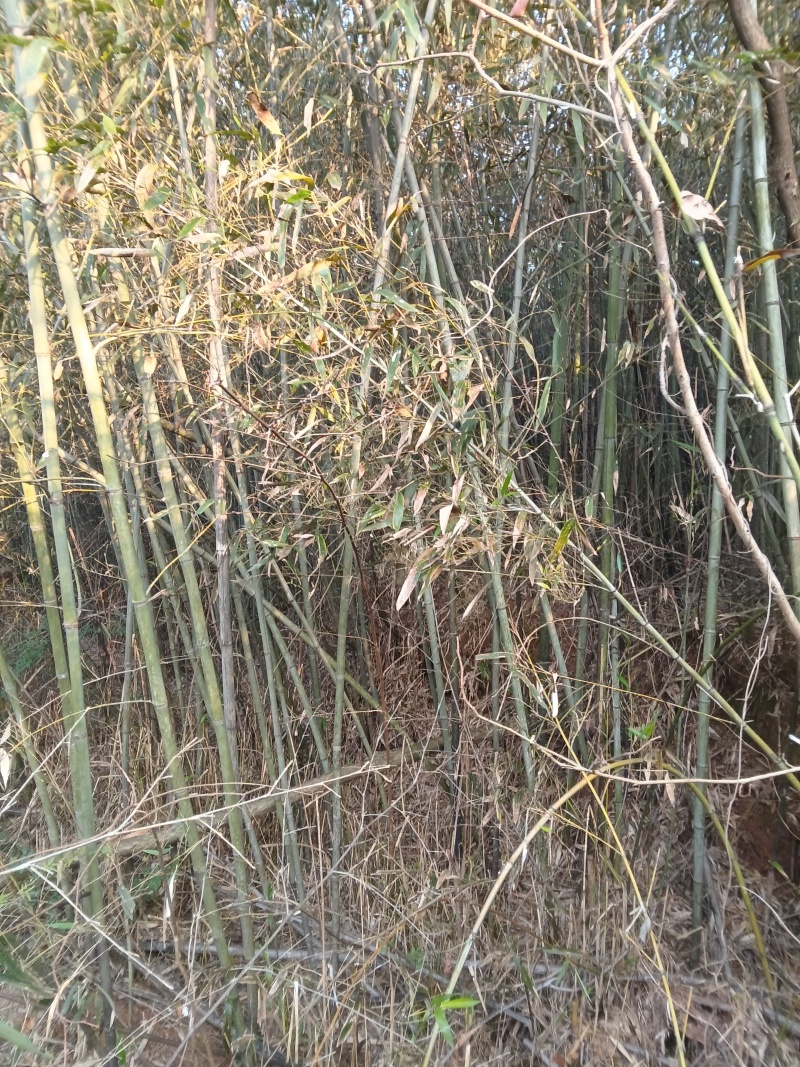 大竹竿小竹竿