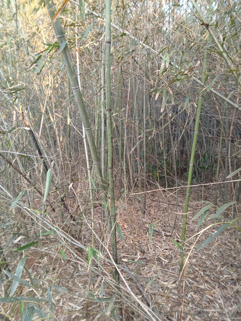 大竹竿小竹竿