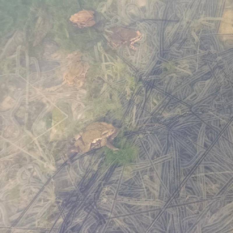 蟾蜍卵接受预定（不发货）