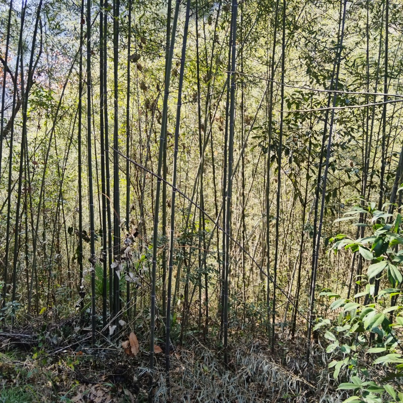 山竹，筋竹瓜果蔬菜架