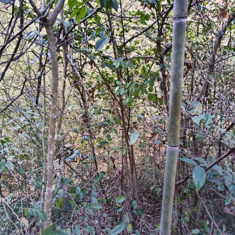 山竹，筋竹瓜果蔬菜架