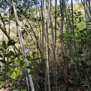 山竹，筋竹瓜果蔬菜架