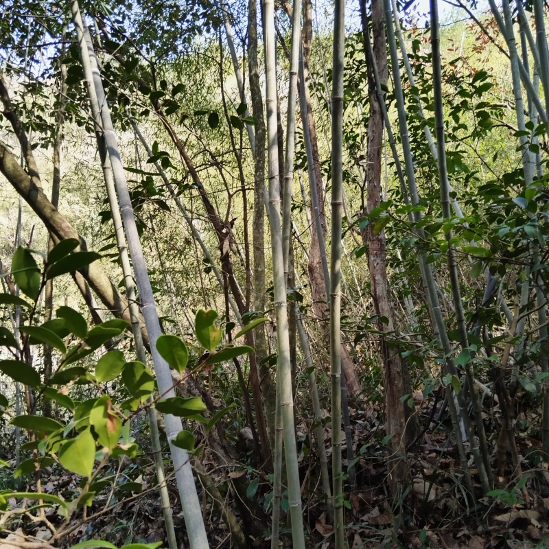 山竹，筋竹瓜果蔬菜架