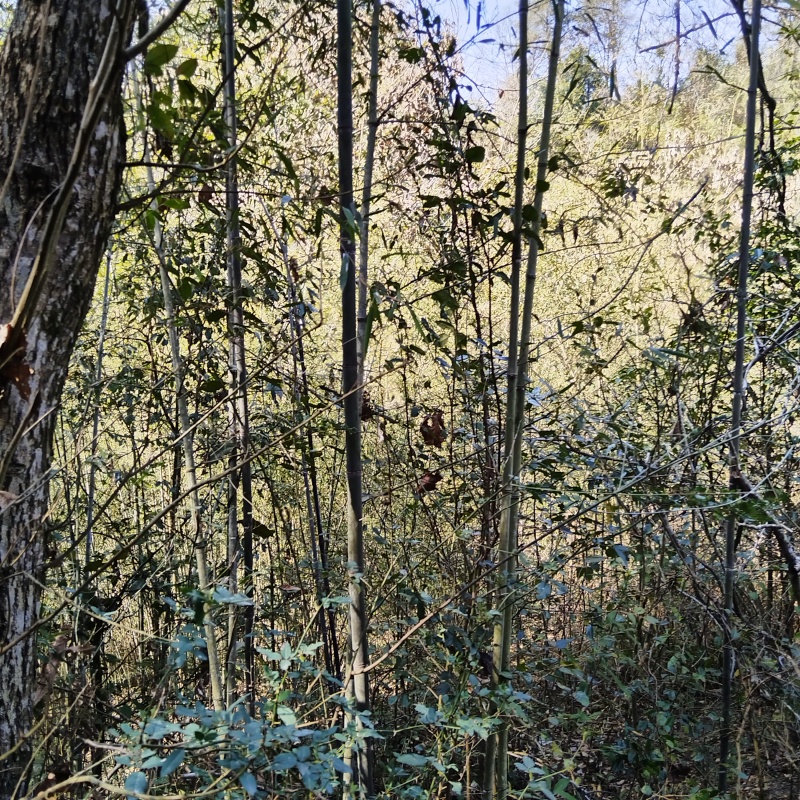 山竹，筋竹瓜果蔬菜架