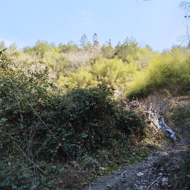 山竹，筋竹瓜果蔬菜架