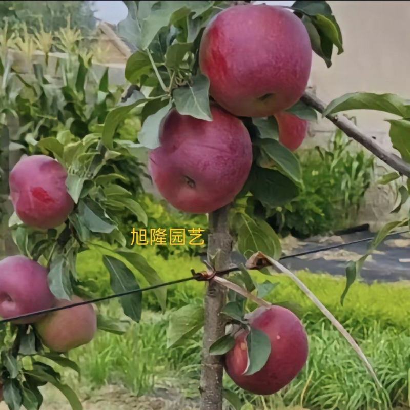 早熟苹果苗新品种月香苹果苗自繁自育基地直发提供技术