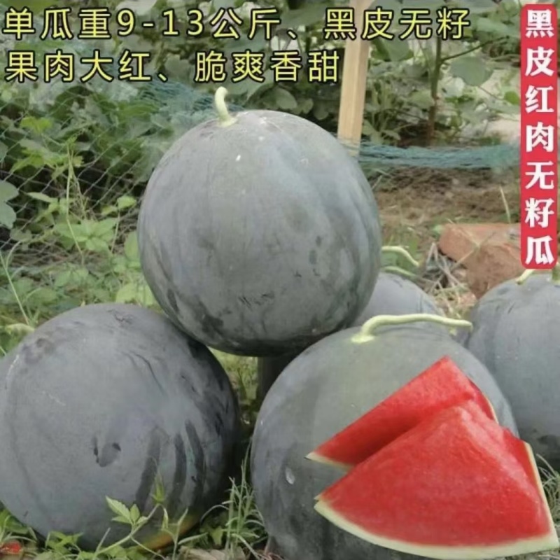 A级黑老大西瓜种子黑皮红瓤无籽西瓜种子真甜纯黑皮大