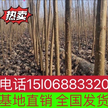 107速生杨，107种条，107扦插段，无絮杨树苗。