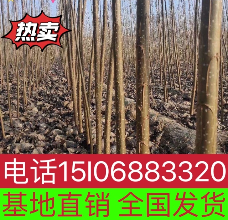 107速生杨，107种条，107扦插段，无絮杨树苗。