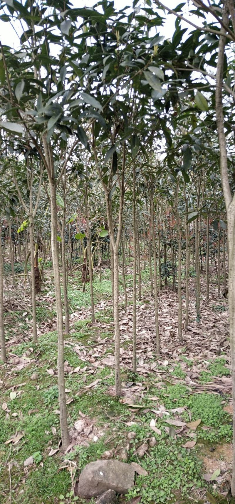 2公分桂花基地直发成活率高运输便利